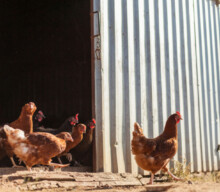 混合热泵系统减少肉鸡设施的排放